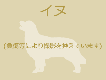 収容動物情報 東京都動物愛護相談センター 福祉保健局 東京都