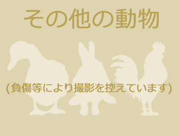 その他の動物